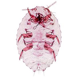   Formicococcus polysperes  