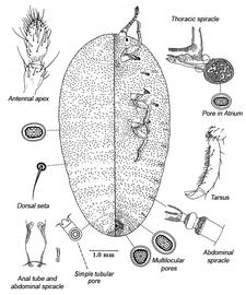  
 Callipappidae:  Platycoelostoma tasmanicum   Illustration from Gullan and Sjaarda (2001) 
 
   