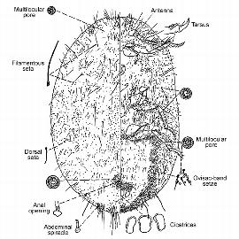   Crypricerya genistae  
 Illustration by Douglass Miller 