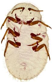  Monophlebidae:  Drosicha mangiferae  