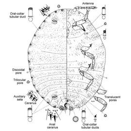   Dysmicoccus lepelleyi  
 Illustration by Douglas Williams 