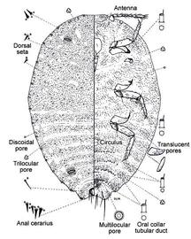   Formicococcus polysperes  
 Illustration by Douglas Williams 