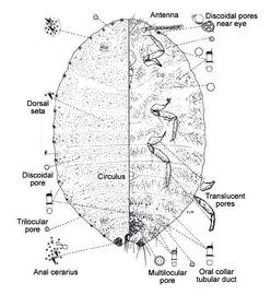   Hordelicoccus heterotrichus   
 Illustration by Douglas Williams    