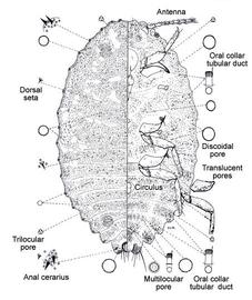   Hordeolicoccus nephelii   Illustration by Douglas Williams 