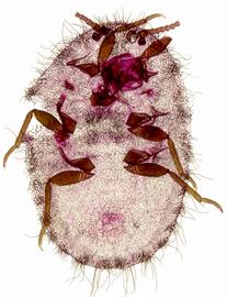  Monophlebidae:  Icerya purchasi  