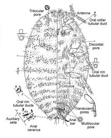   Maconellicoccus hirsutus   Illustration by Dug Miller 