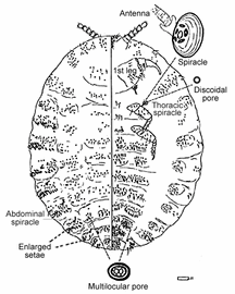  Margarodidae:  Dimargarodes meridionalis  

 Illustration from Gill 1993 
