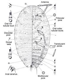   Paracoccus interceptus   Illustration by Douglas Williams 