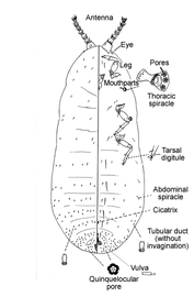  Pityococcidae:  Pityococcus deleoni  
 Illustration by Ray Gill (1993) 