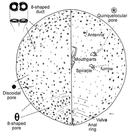  Polliniinae group:  Pollinia pollini  
 Illustration from Gill (1993) 