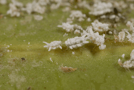   Praelongorthezia praelonga  in situ, nymphs 
 Photo by Lyle Buss 