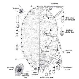   Pseudococcus aurantiacus  
 Illustration by Douglas Williams 