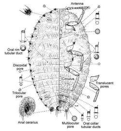   Pseudococcus baliteus   Illustration by Douglas Williams 