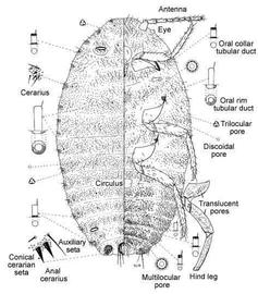   Pseudococcus comstocki   Illustration by Douglas Williams 