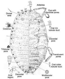   Pseudococcus elisae   Illustration by William Gimpel 