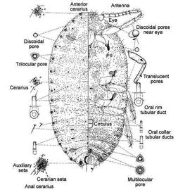   Pseudococcus maritimus   Illustration by Dug Miller 