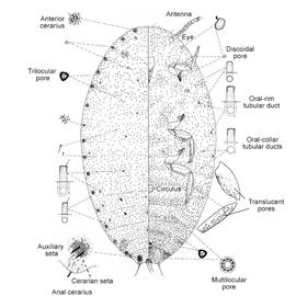   Pseudococcus viburni   Illustration by Dug Miller 