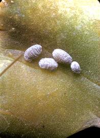   Spilococcus mamillariae  
 Photo by H. L. McKenzie 