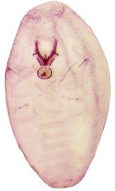  Halimococcidae:  Thysanococcus  
 Male 