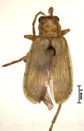 Diabrotica barberi | Diabrotica ID