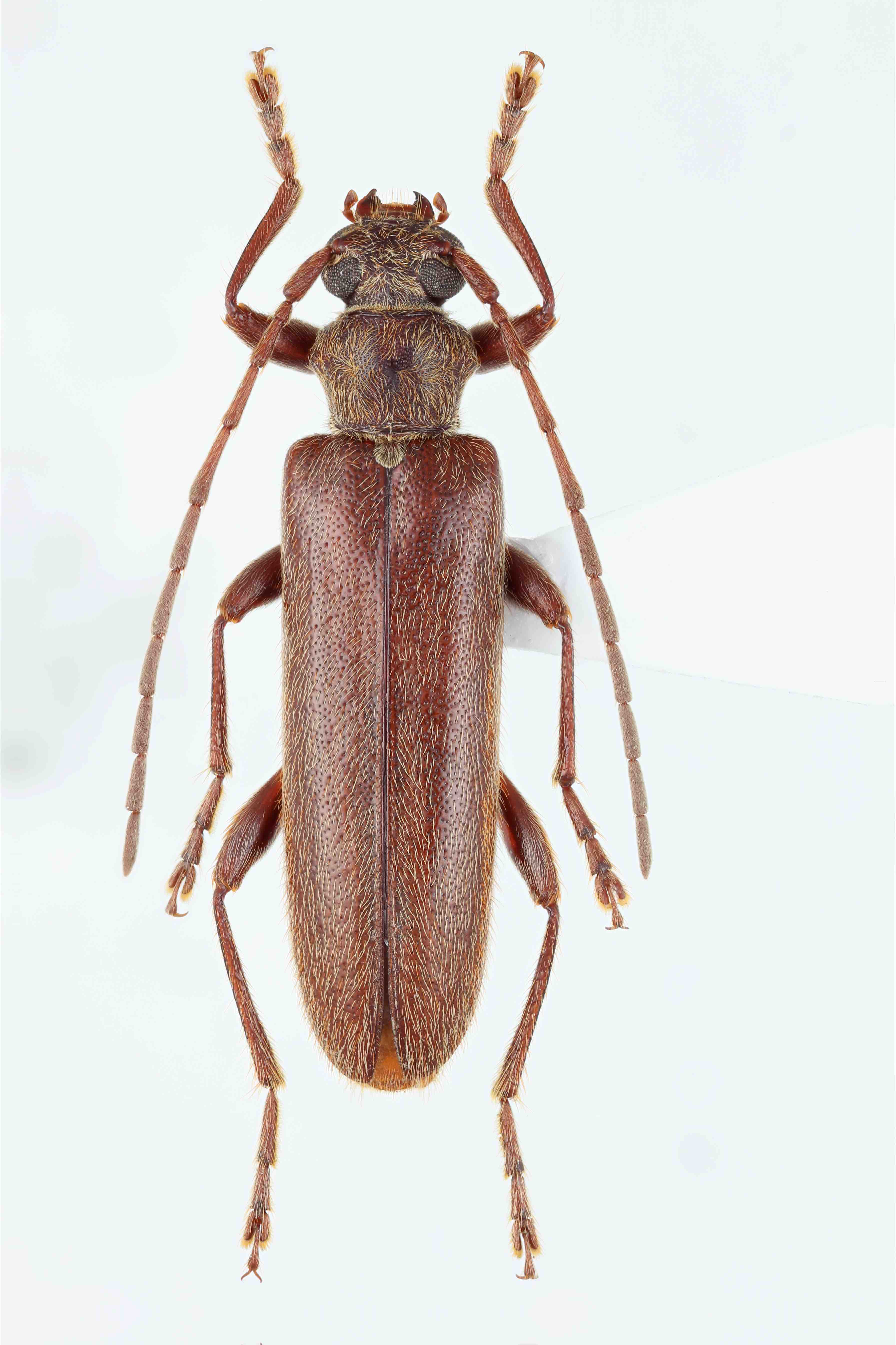 Protoryx Proatimia | CerambycID