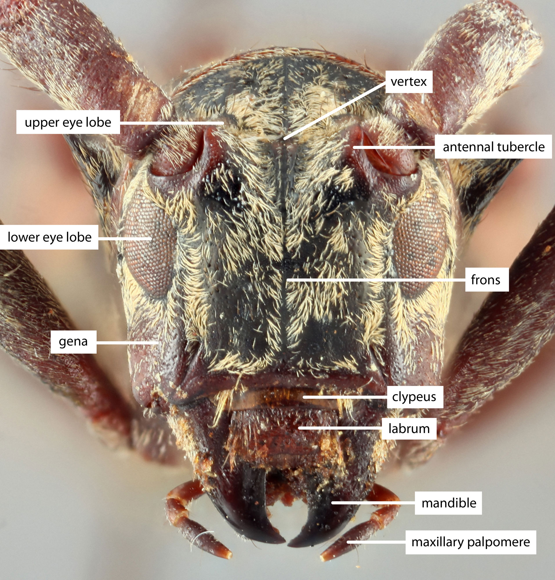 cerambycid anatomy diagram - anterior view