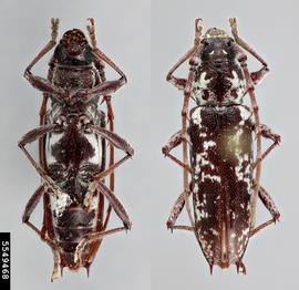   Elaphidion cryptum nbsp;dorsal amp; ventral 

 Lindsey Seastone, Museum Collections: Coleoptera, USDA APHIS PPQ, Bugwood.org 
