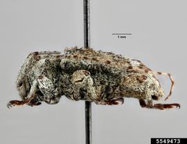   Leptostylus gibbulosus nbsp;lateral 

 Lindsey Seastone, Museum Collections: Coleoptera, USDA APHIS PPQ, Bugwood.org 
