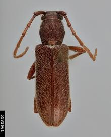   Anelaphus moestus nbsp;dorsal 

 Lindsey Seastone, Museum Collections: Coleoptera, USDA APHIS PPQ, Bugwood.org 
