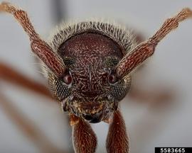   Anelaphus moestus nbsp;frontal 

 Lindsey Seastone, Museum Collections: Coleoptera, USDA APHIS PPQ, Bugwood.org 
