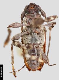   Aegomorphusnbsp;lateralis nbsp;ventral 

 Hanna Royals, Museum Collections: Coleoptera, USDA APHIS PPQ, Bugwood.org 
