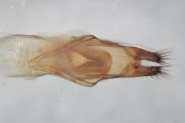 Monochamus obtusus | CerambycID