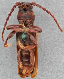   Tetropium cinnamopterumnbsp; ventral 
