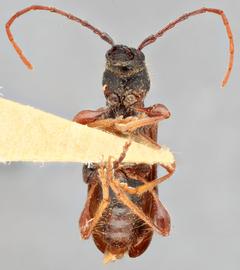   Eumichthus oedipus nbsp;ventral 
