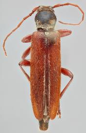   Paratimia conicola nbsp;dorsal 
