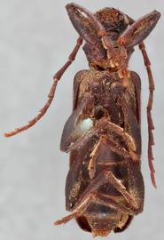   Saphanus piceusnbsp; ventral 
