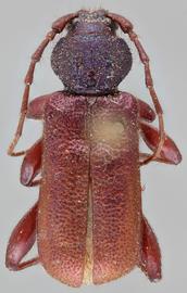   Callidium violaceumnbsp; dorsal 
