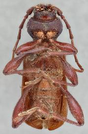   Callidium violaceumnbsp; ventral 
