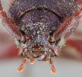   Callidium violaceum  frontal 
