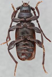   Callidium sempervirens nbsp;ventral 
