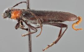   Pronocera collaris collarisnbsp; lateral 
