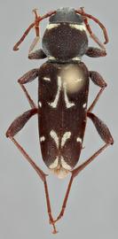   Xylotrechus longitarsus nbsp;dorsal 
