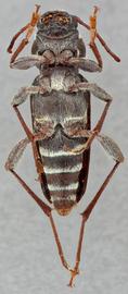   Xylotrechus longitarsus nbsp;ventral 
