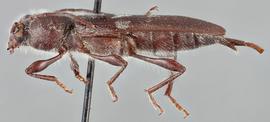   Hylotrupes bajulus nbsp;lateral 
