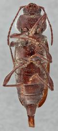   Hylotrupes bajulus nbsp;ventral 
