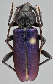   Semanotus amethystinus  dorsal 
