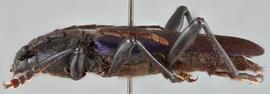   Semanotus amethystinus nbsp;lateral 
