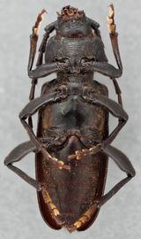   Semanotus amethystinus nbsp;ventral 
