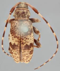   Leiopus  sp. dorsal 
