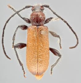   Callidiellum villosulum arisanum  dorsal 
